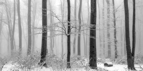 Frances Suter