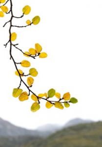 Frances Suter