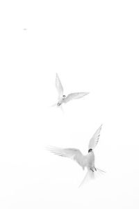 Jo Howell